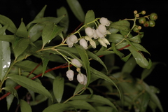 Vaccinium neilgherrense